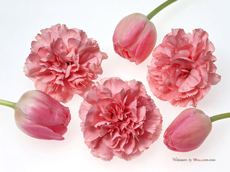 Pink Carnations and Tulips — Calm