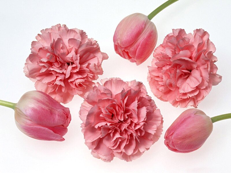 Pink carnations and tulips