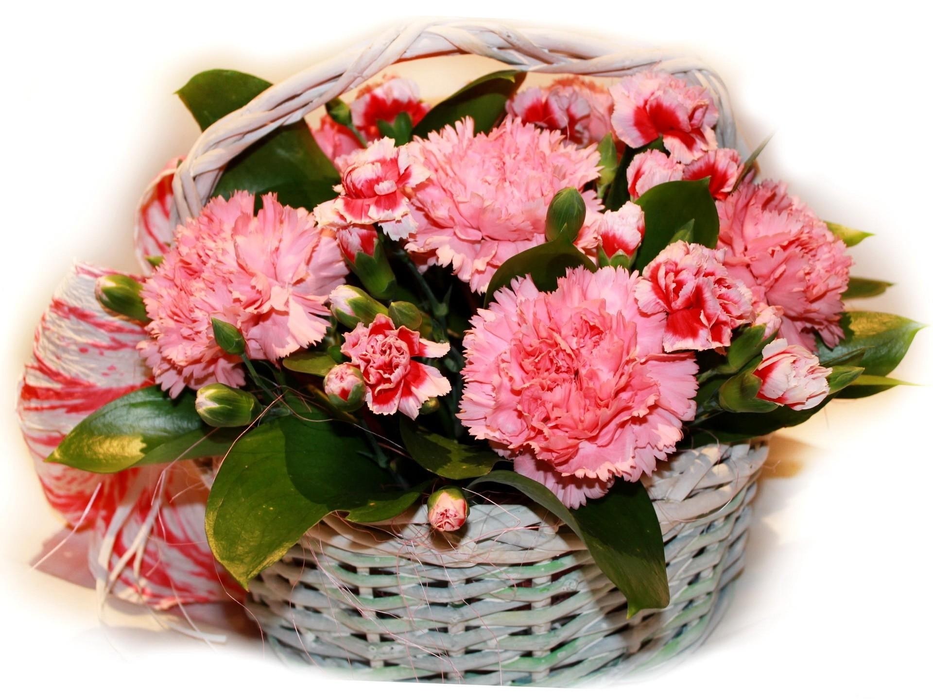 Pink carnations in a basket