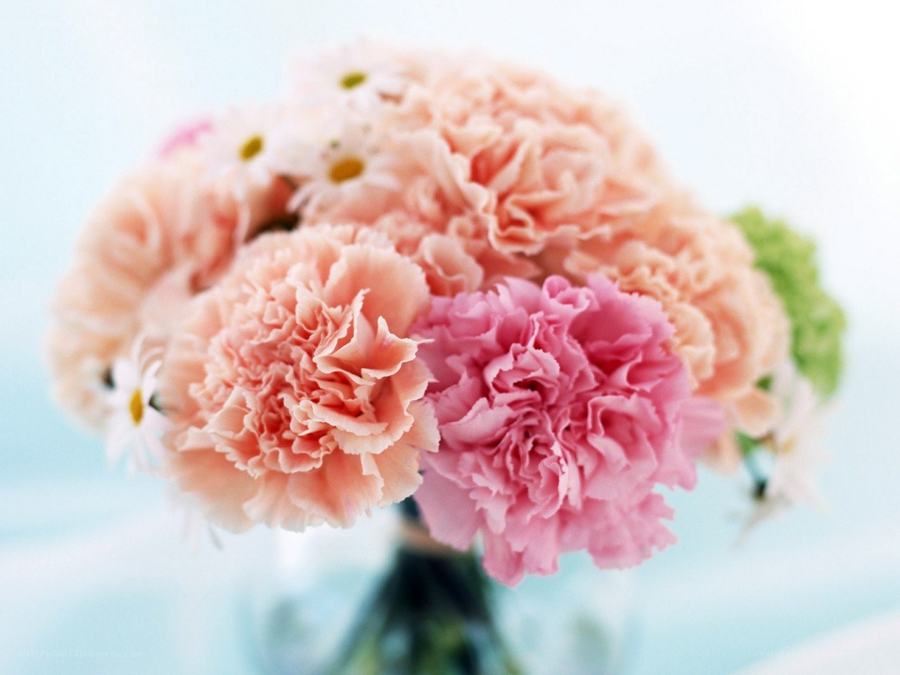 Pink carnations in a bouquet