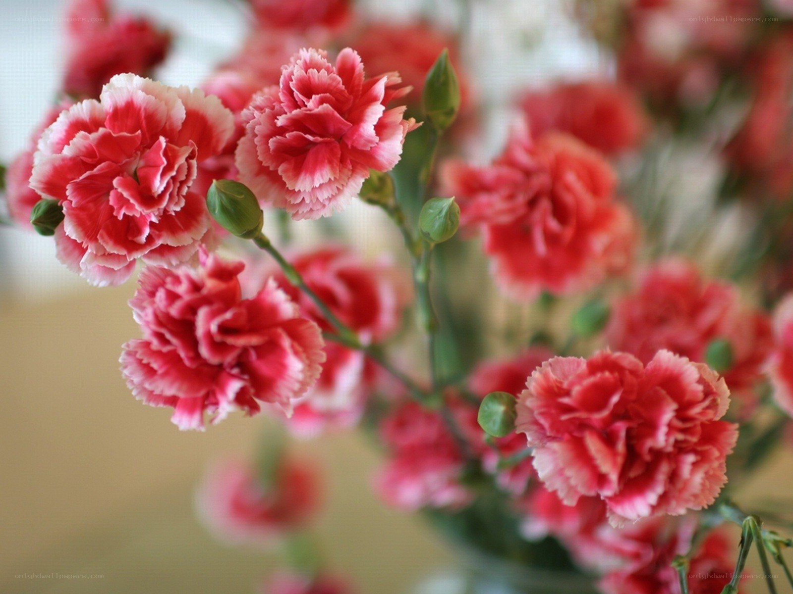 Pink carnations in a bouquet
