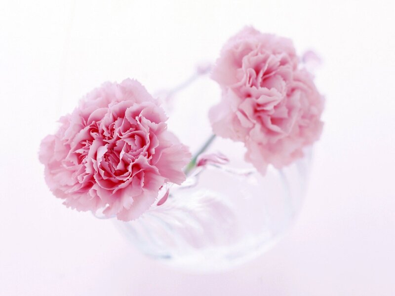 Pink carnations in a glass vase