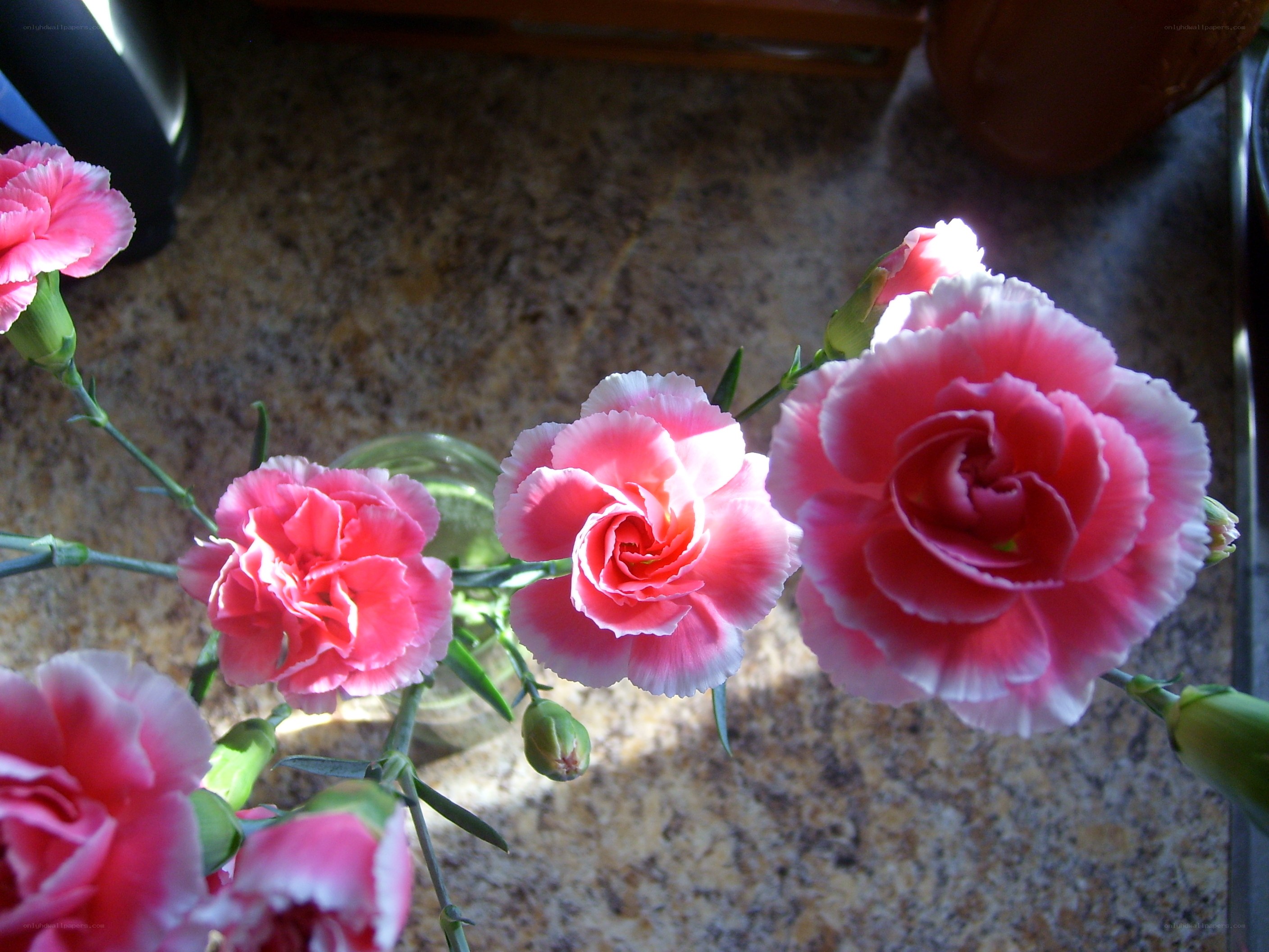 Pink carnations in a vase