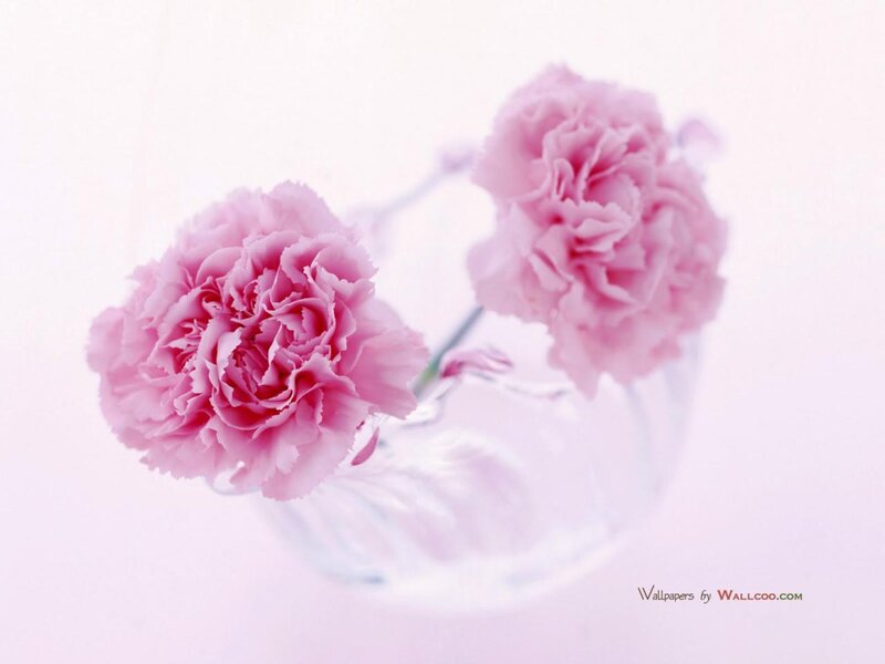 Pink carnations in a vase