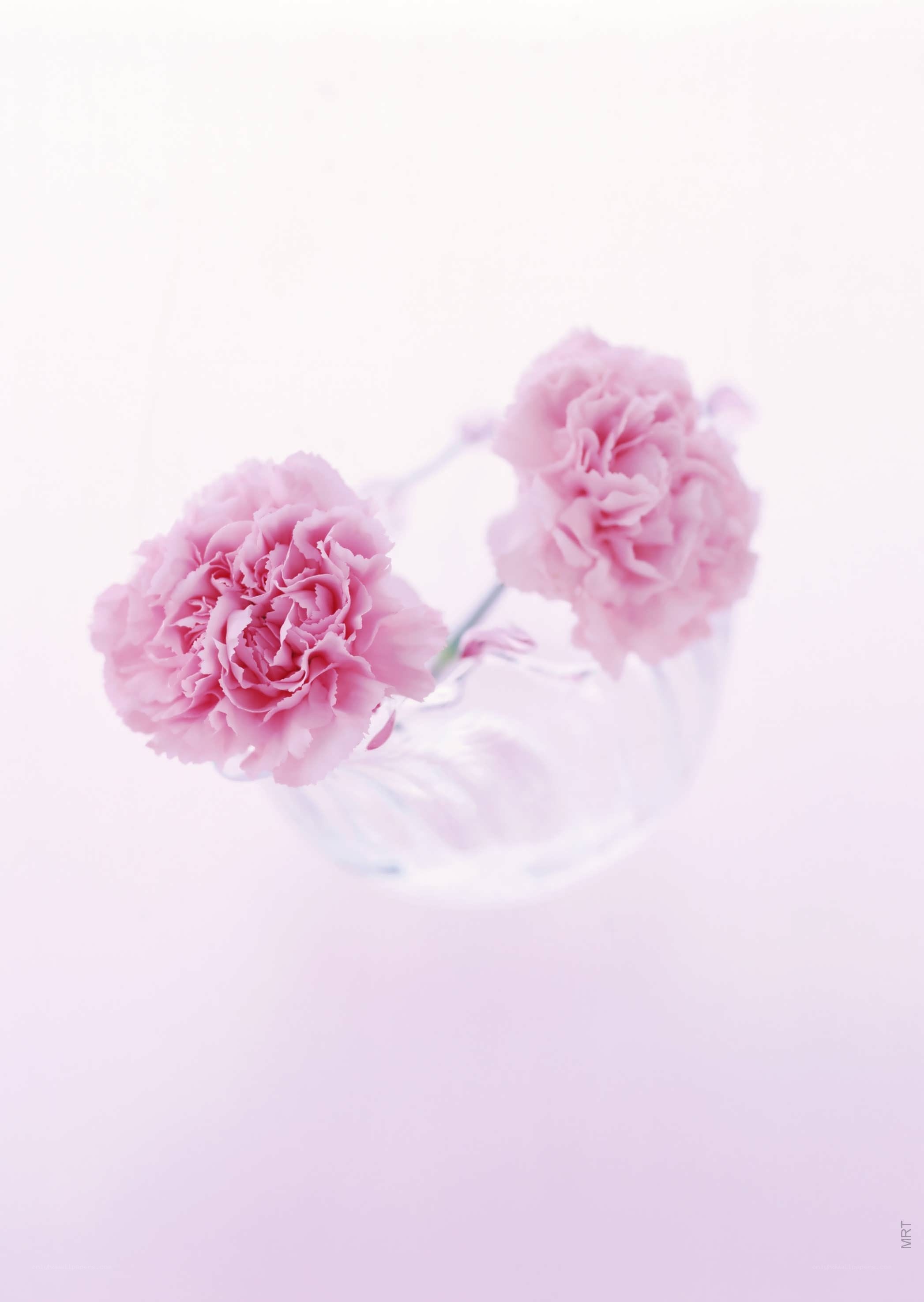 Pink carnations in a vase