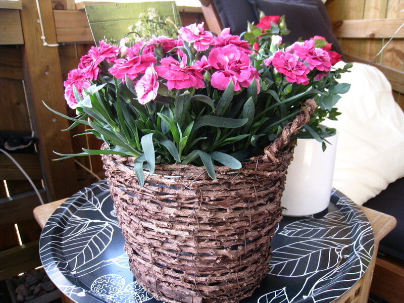 Pink Carnations in Basket — Calm, Afternoon
