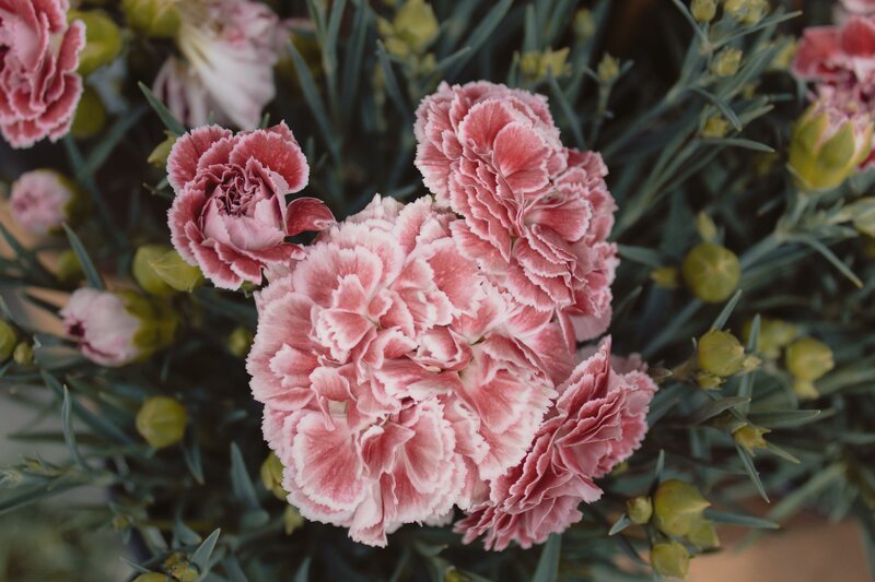 Pink carnations in bloom