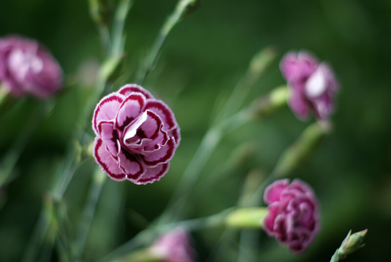 Pink carnations in bloom