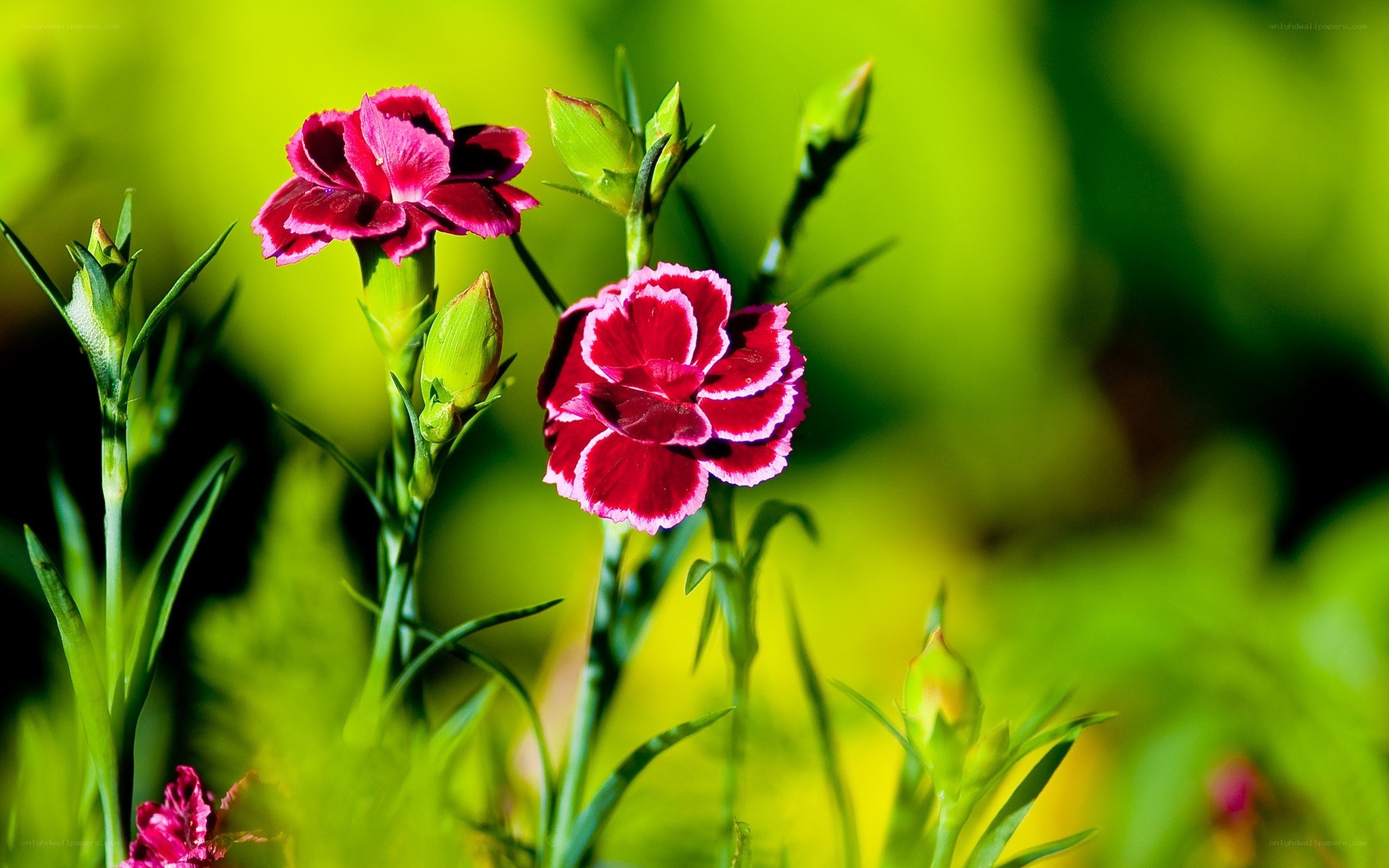 Pink carnations in bloom
