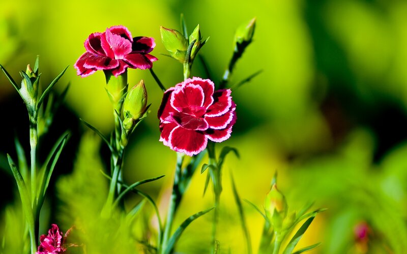 Pink carnations in bloom