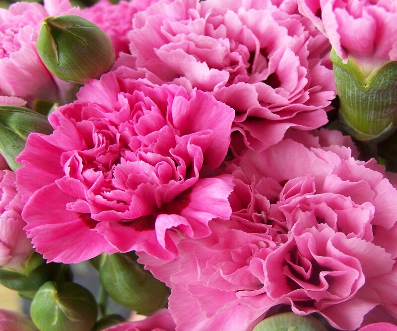 Pink carnations in bloom