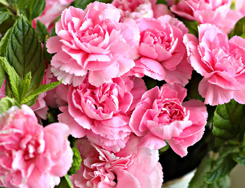 Pink Carnations in Bloom — Calm