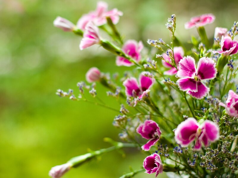 Pink Carnations in Bloom — Serene