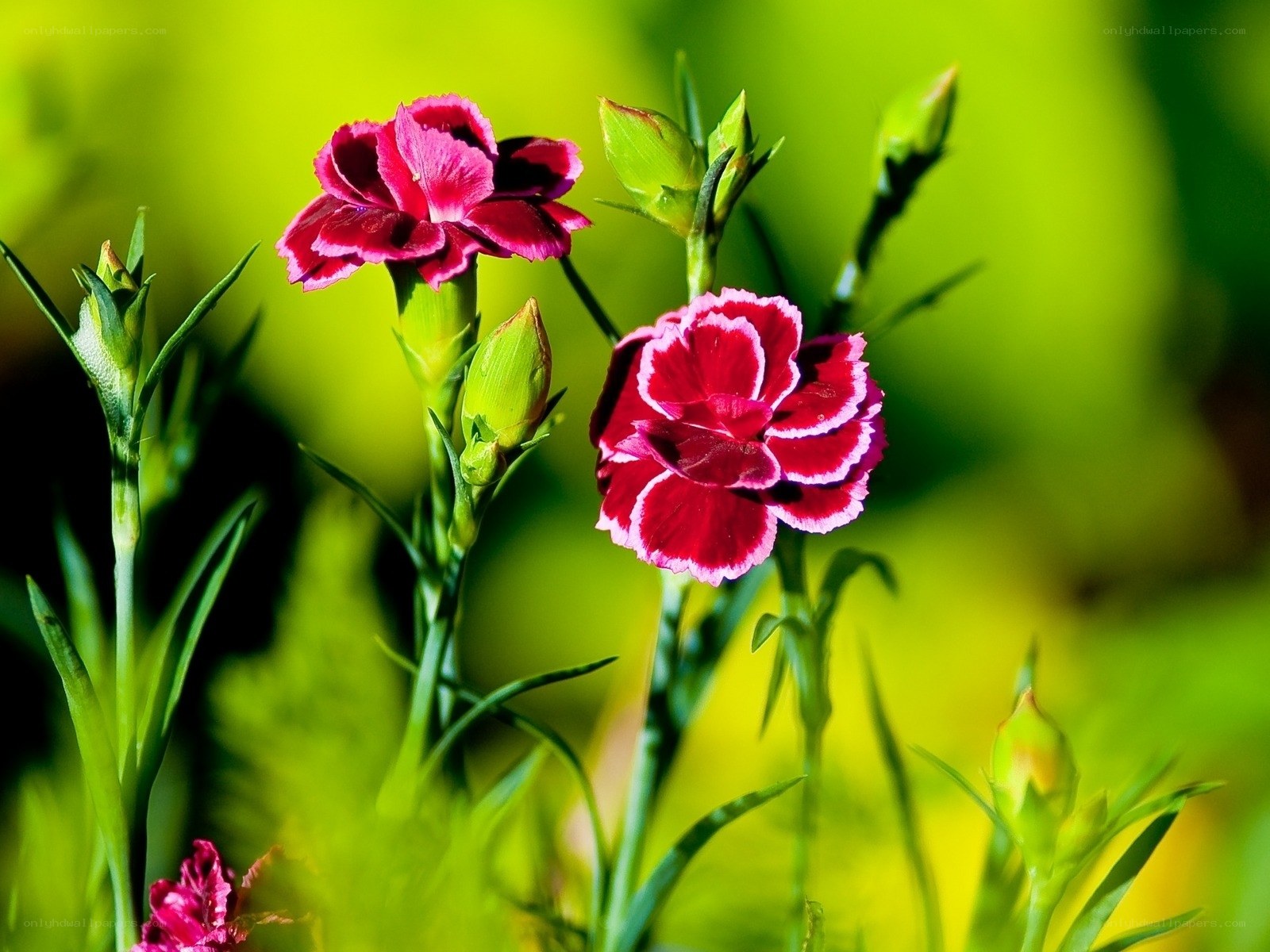 Pink carnations in bloom