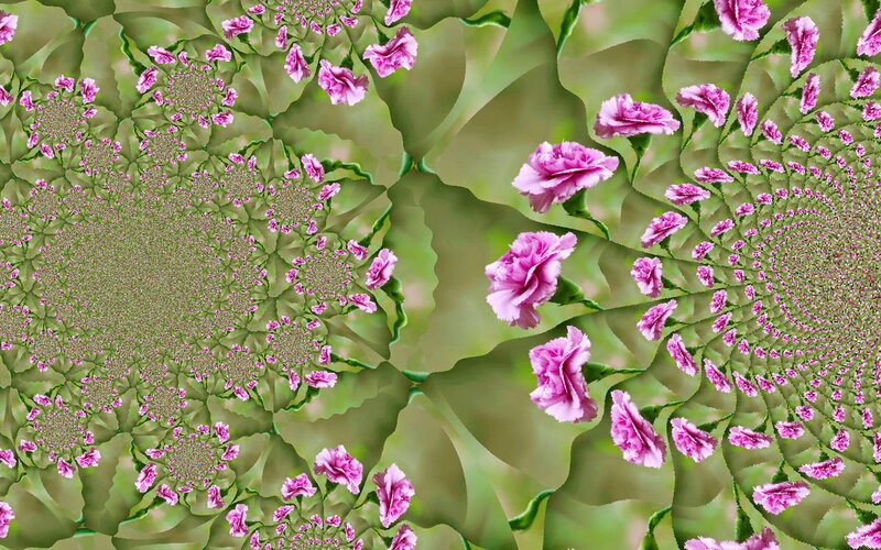 Pink Carnations in Fractal Pattern