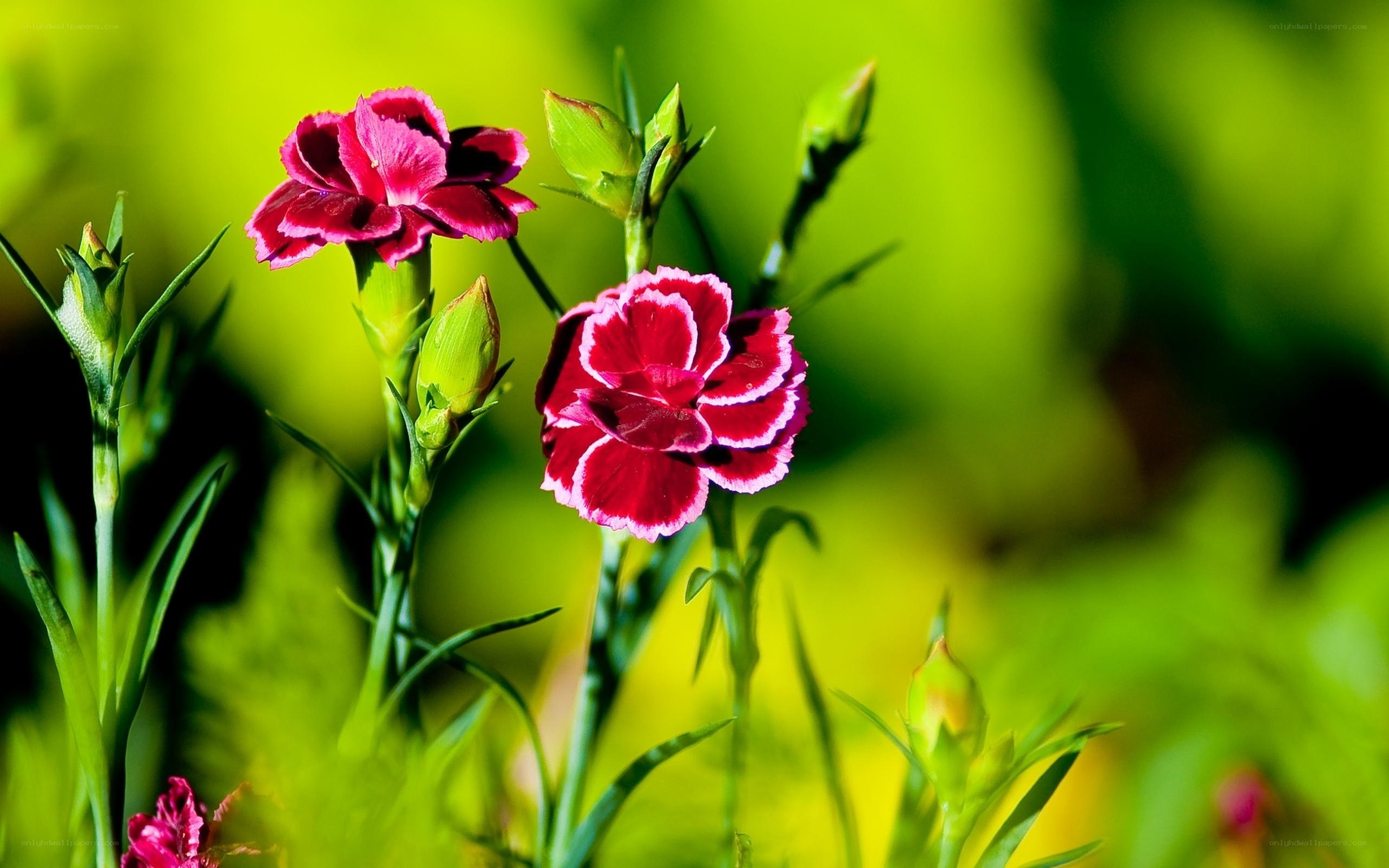 Pink carnations in garden