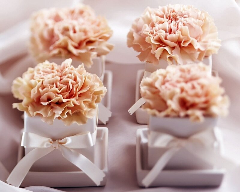 Pink carnations in gift boxes