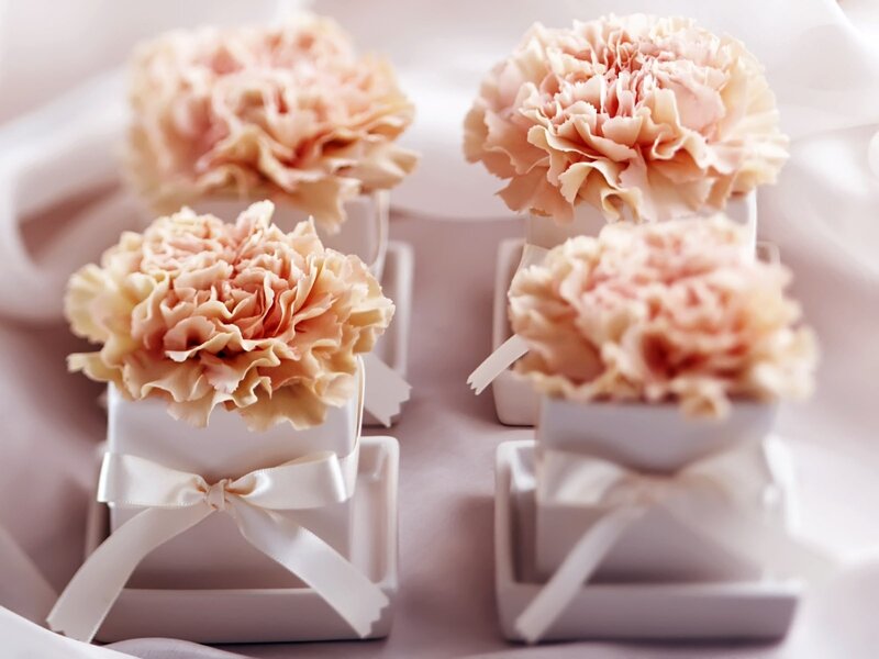 Pink carnations in gift boxes