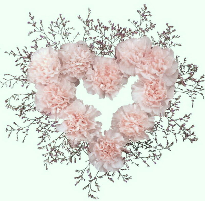 Pink Carnations in Heart