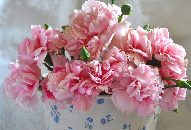 Pink Carnations in Vase — Calm