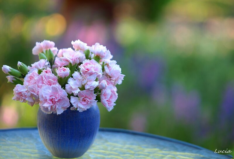Pink Carnations in Vase — Serene, Afternoon