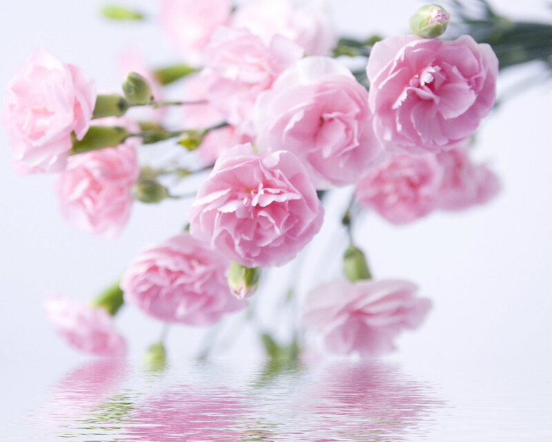 Pink Carnations in Water