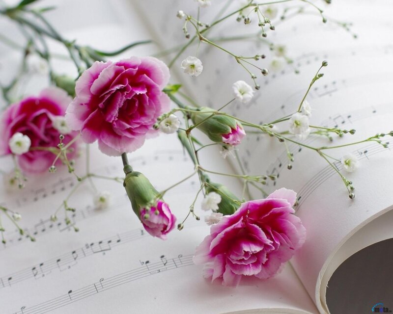 Pink Carnations on Sheet Music — Serene, Photograph