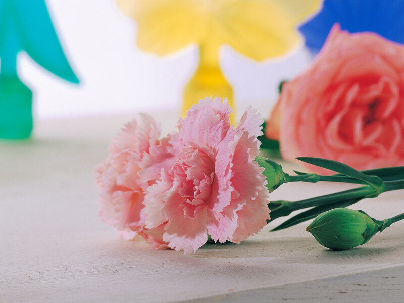 Pink Carnations on Table
