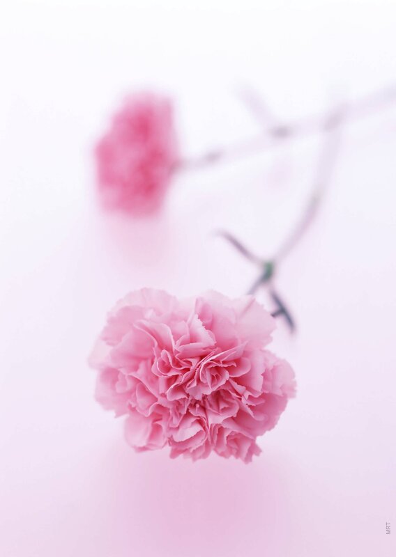 Pink carnations on white