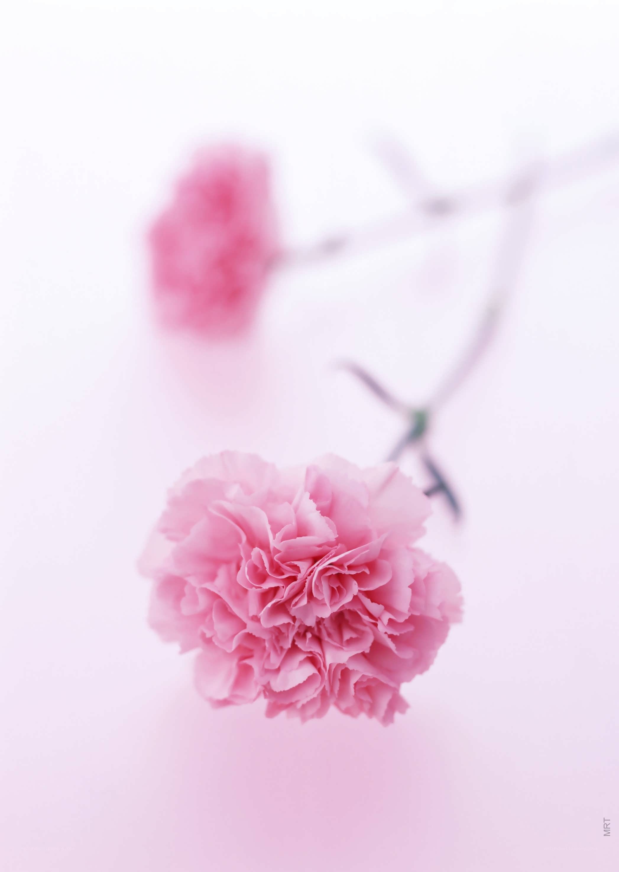 Pink carnations on white