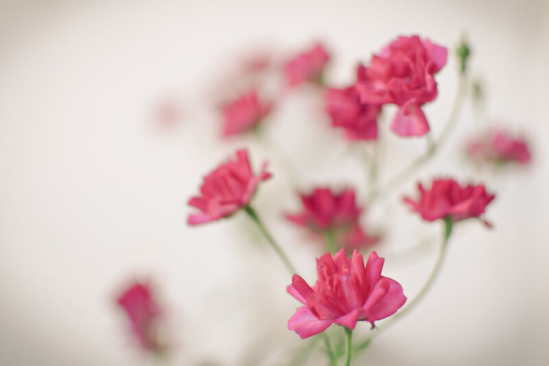 Pink Carnations