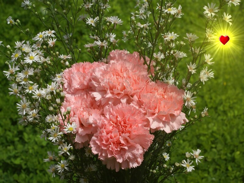 Pink Carnations with Daisies