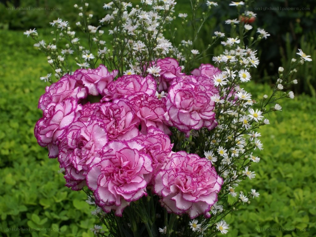 pink carnations with white flowers