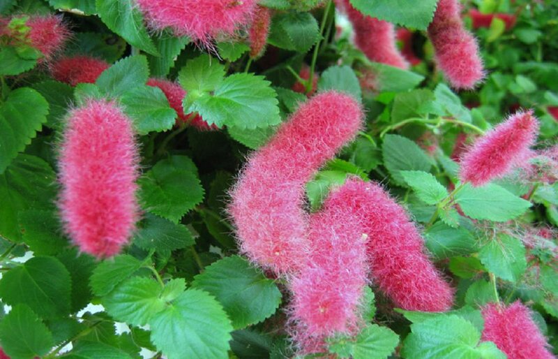 Pink Catkin Flowers