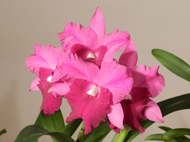 Pink Cattleya Orchid — Calm