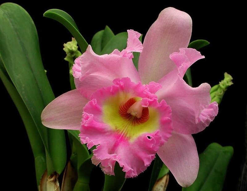 Pink Cattleya Orchid — Dramatic