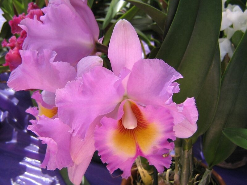Pink Cattleya Orchid