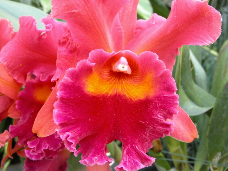 Pink Cattleya Orchid — Vibrant