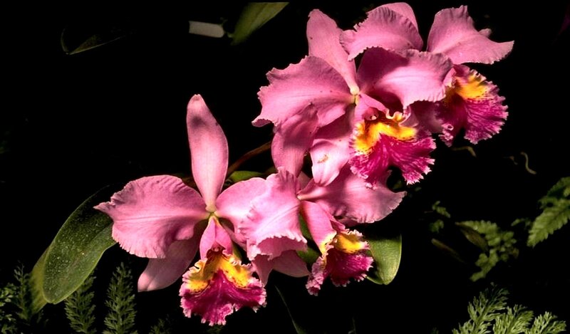 Pink Cattleya Orchids — Dramatic, Night