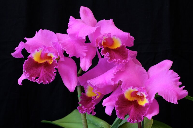 Pink Cattleya Orchids — Dramatic, Photograph, Flowers