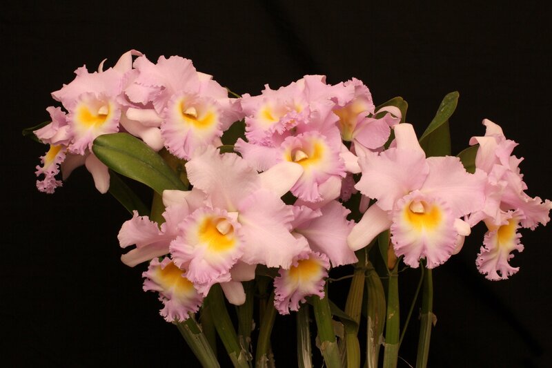 Pink Cattleya Orchids — Dramatic, Photograph