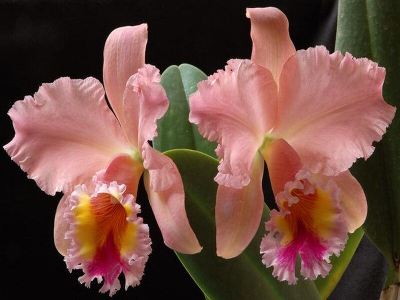 Pink Cattleya Orchids — Dramatic