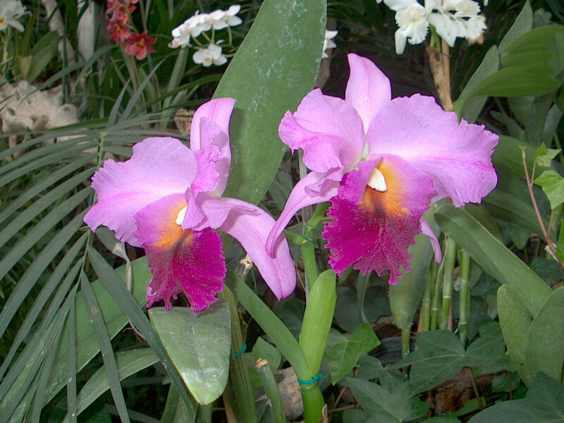 Pink Cattleya Orchids — Natural
