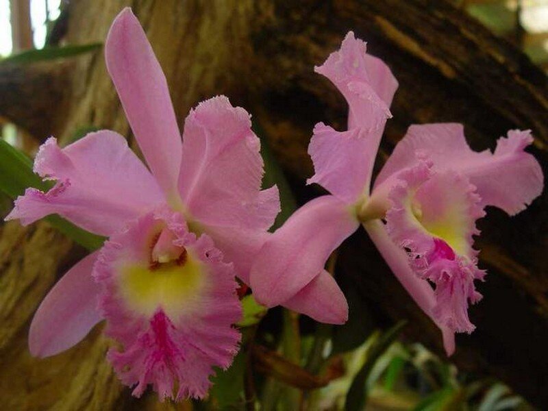 Pink Cattleya Orchids