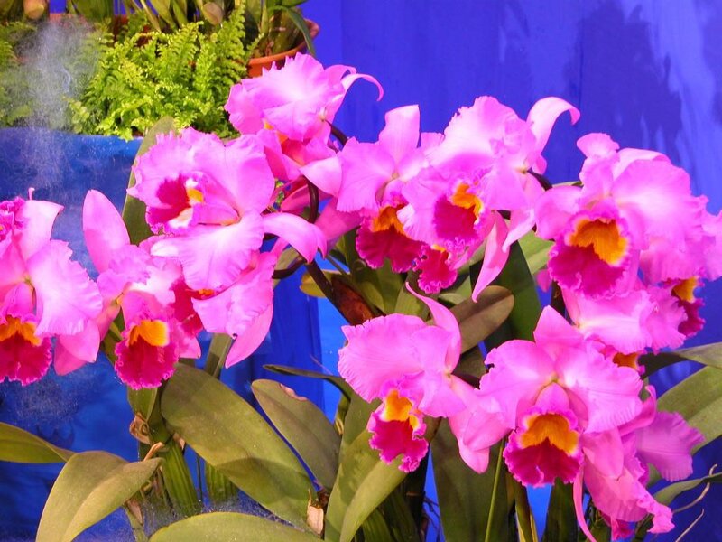 Pink Cattleya Orchids — Vibrant, Photograph