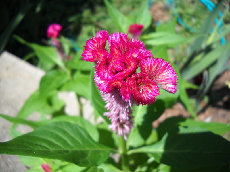 Pink Celosia Flower
