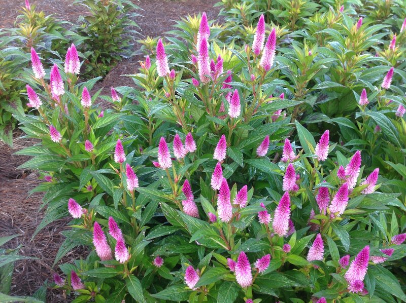 Pink Celosia Flowers — Calm