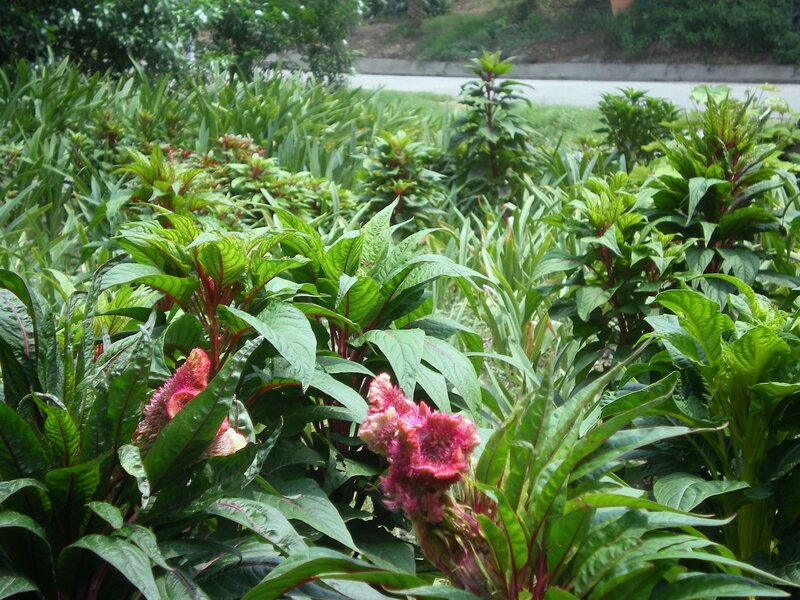 Pink Celosia Flowers — Green