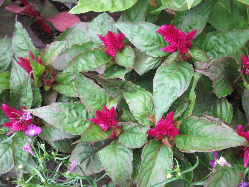 Pink Celosia Flowers