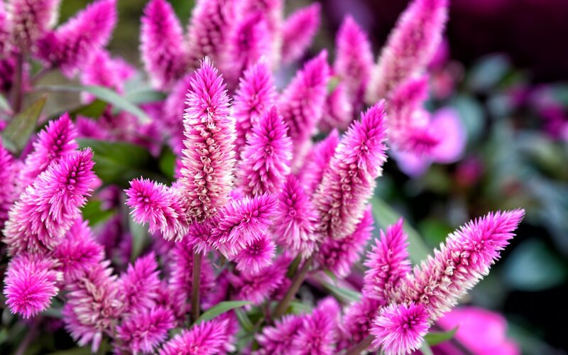 Pink Celosia Flowers — Vibrant